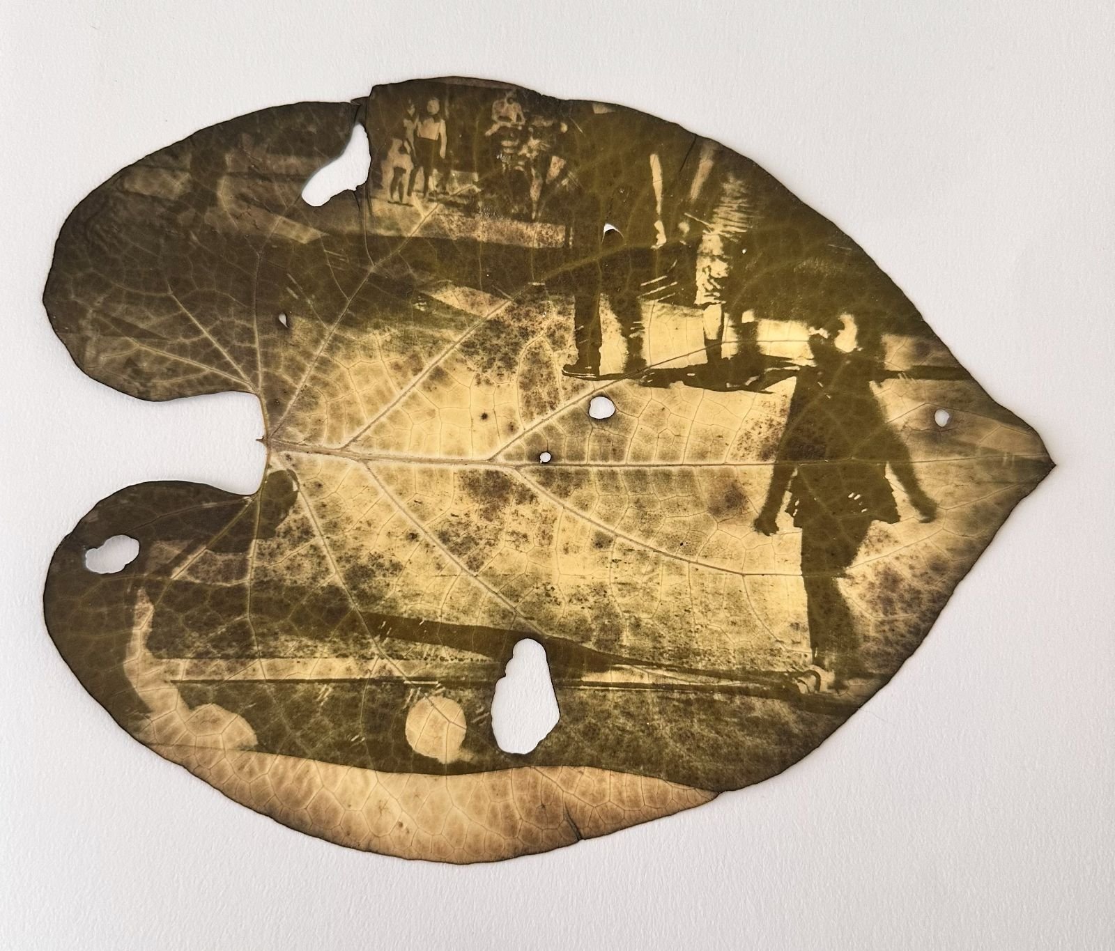 Chlorophyll Print