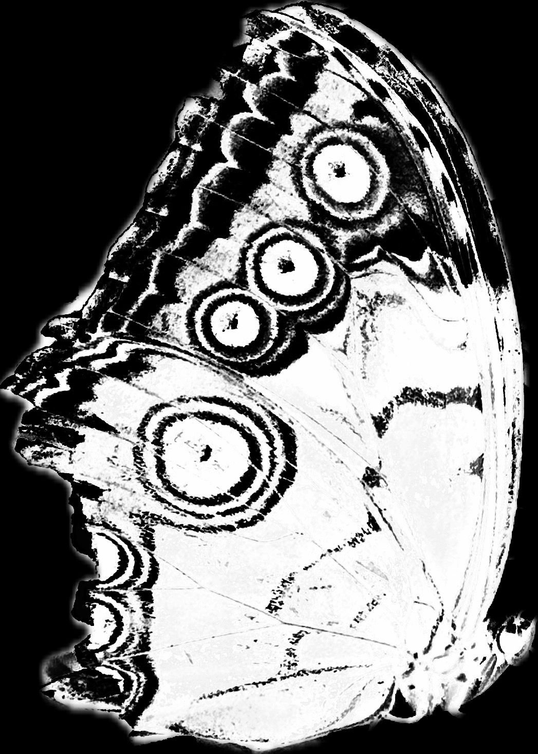 Negative for a Cyanotype