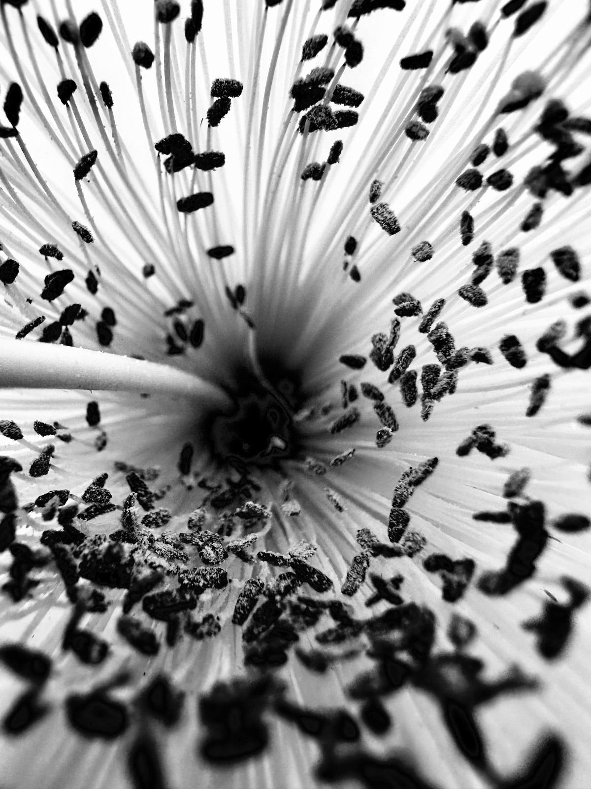 Negative for a Cyanotype