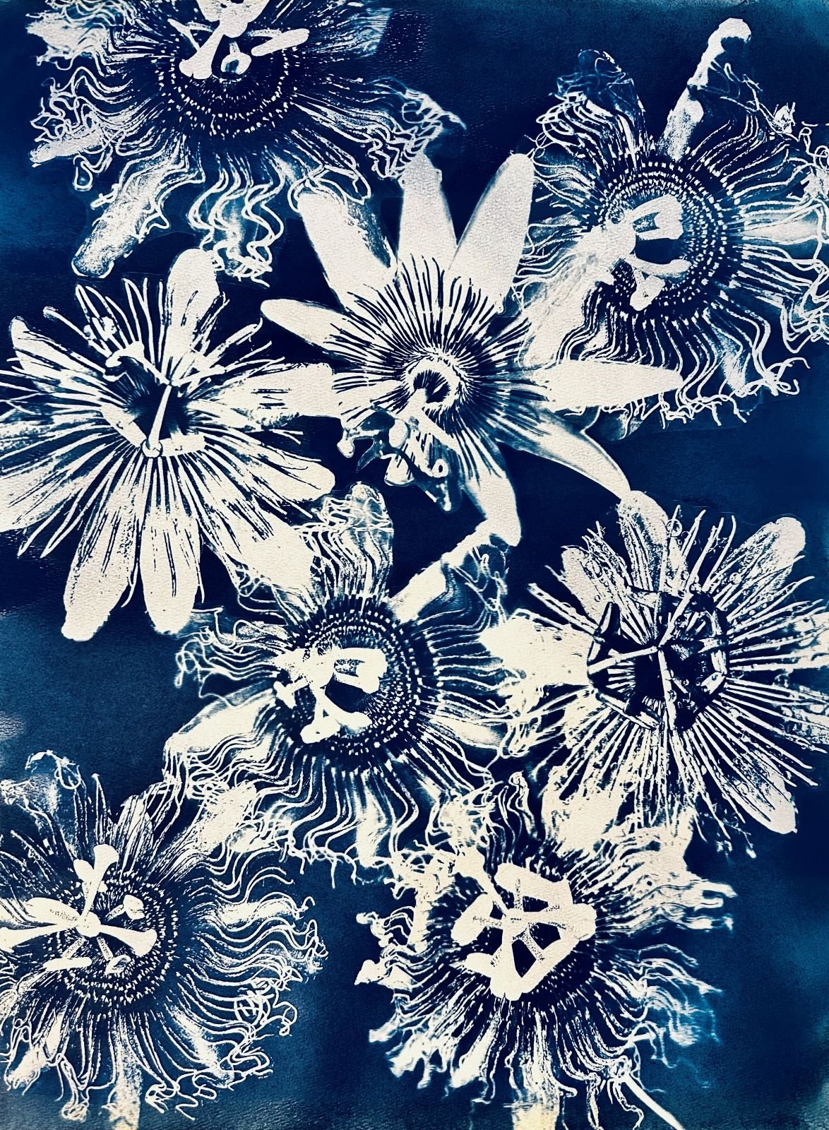 Passionflower Study
